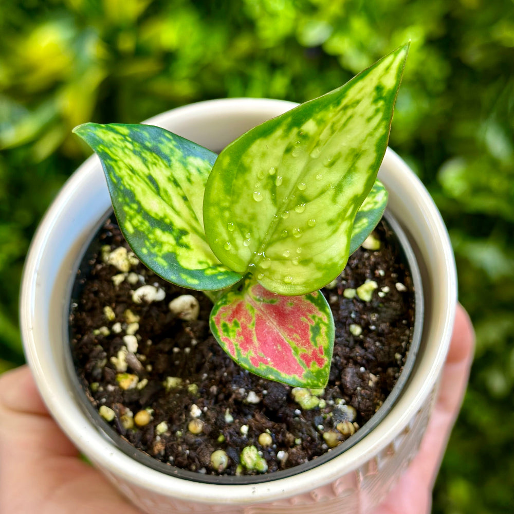 Aglaonema ‘Red Zircon’ (Chinese Evergreen)