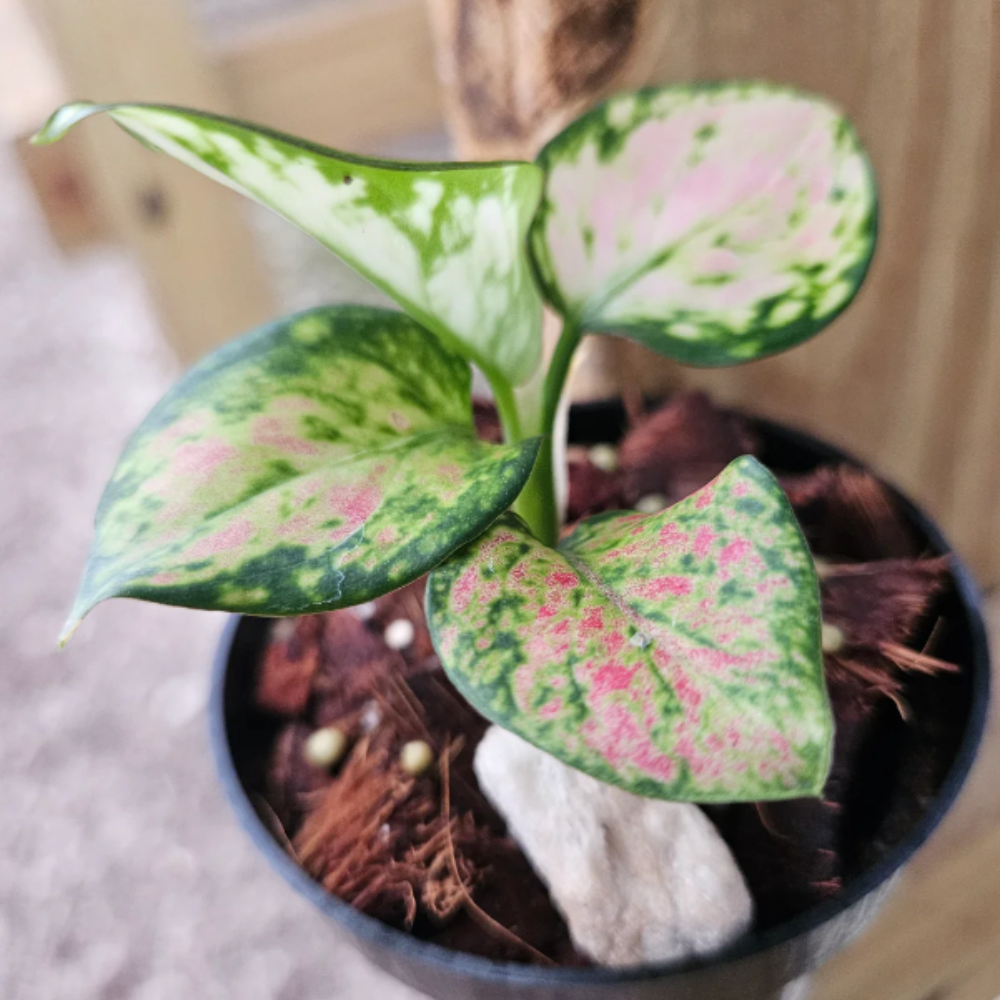 Aglaonema ‘Red Zircon’ (Chinese Evergreen)