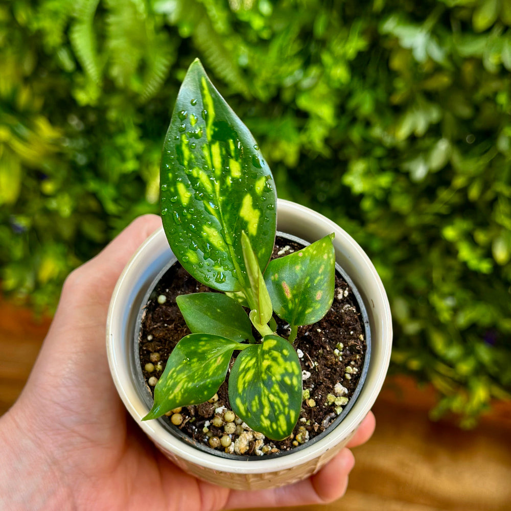 Aglaonema ‘Lady Valentine’ (Chinese Evergreen)