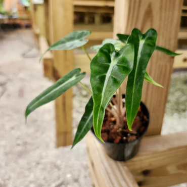 Alocasia ‘Bambino Polly’ (African Mask Plant)