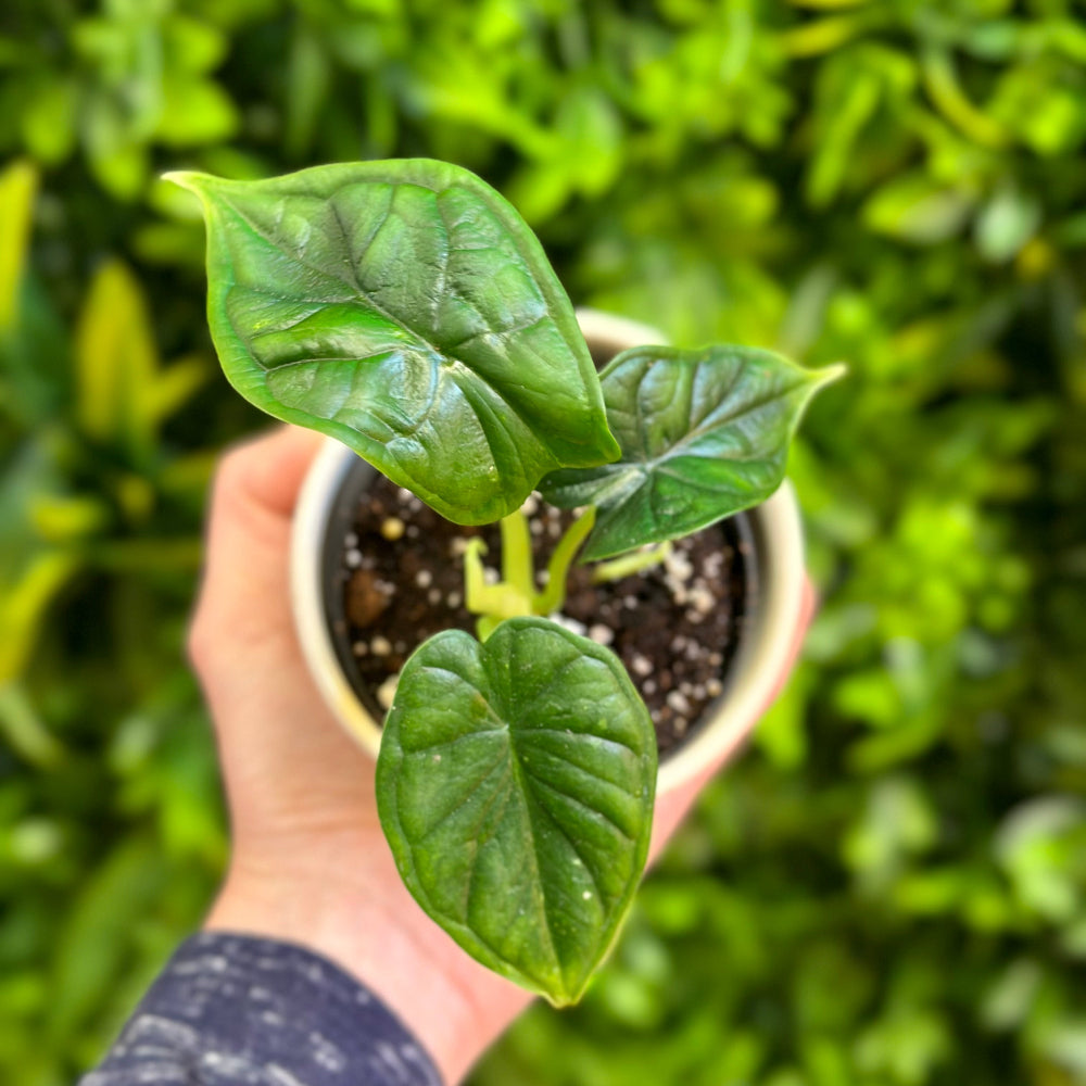 Alocasia Dragon Scale