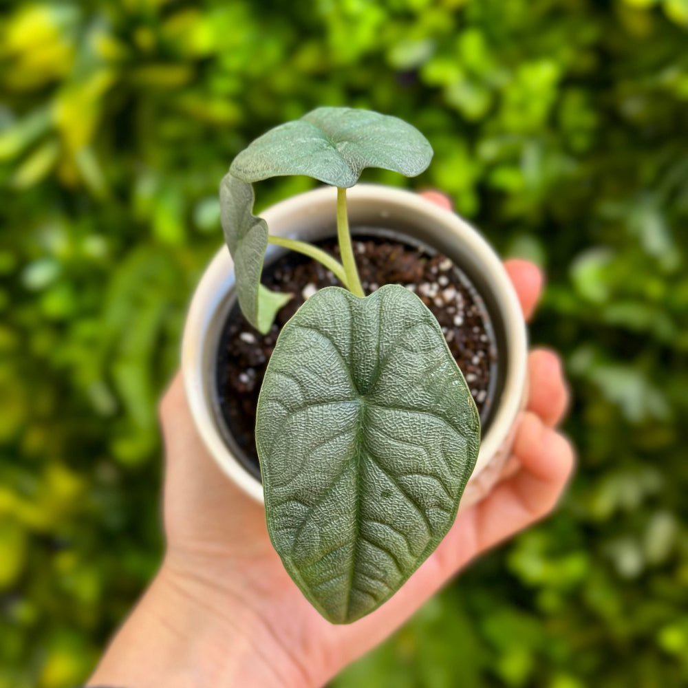 Alocasia Melo