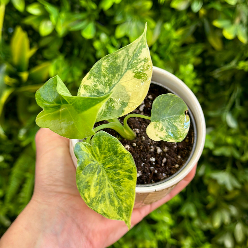 Alocasia Odora Aurea (Variegated Elephant Ear)