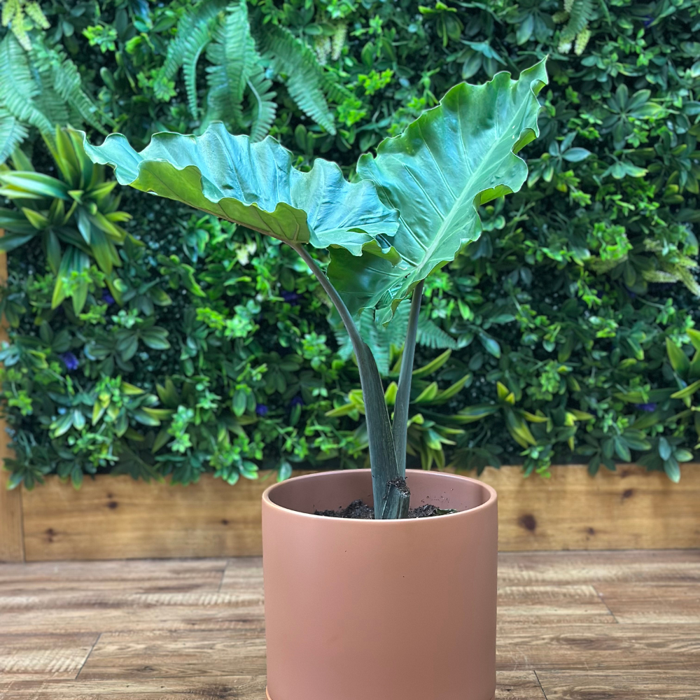 Potted plant with large green leaves in front of a green hedge