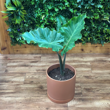 Alocasia Portora 'Elephant Ear' in a 10" pot