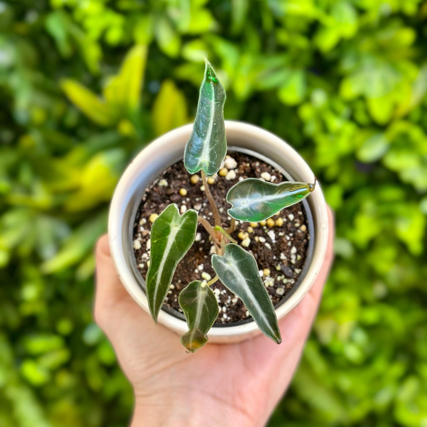 Alocasia ‘Bambino Polly’ (African Mask Plant)