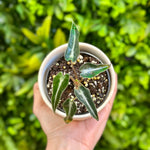 Alocasia ‘Bambino Polly’ (African Mask Plant)