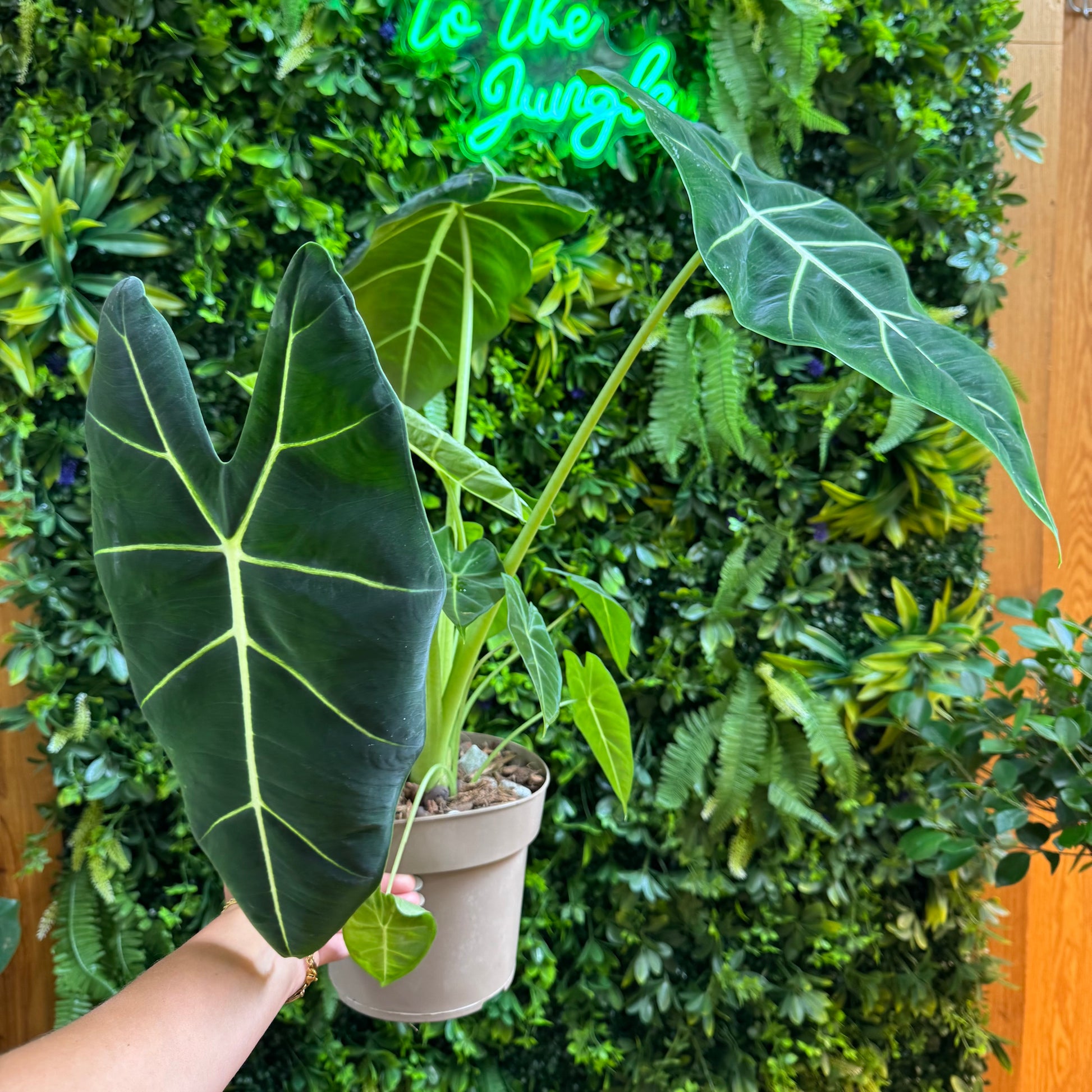 Potted plant held by a hand with a neon sign in the background