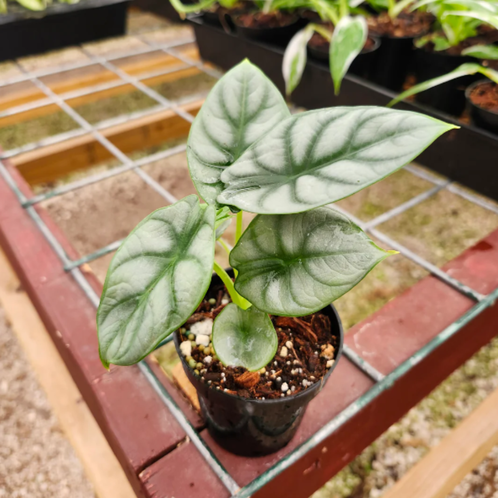 Alocasia ‘Silver Dragon’
