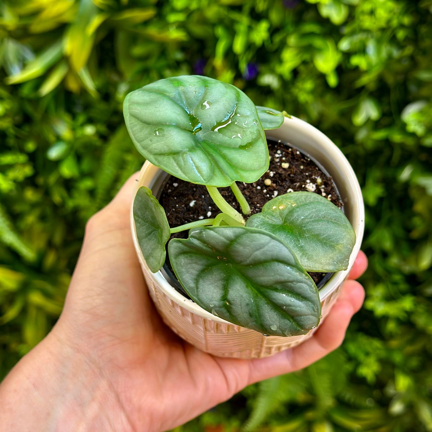 Alocasia ‘Silver Dragon’