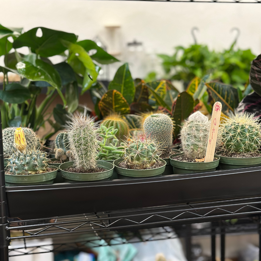 Cactus & Succulents - Assorted Varieties