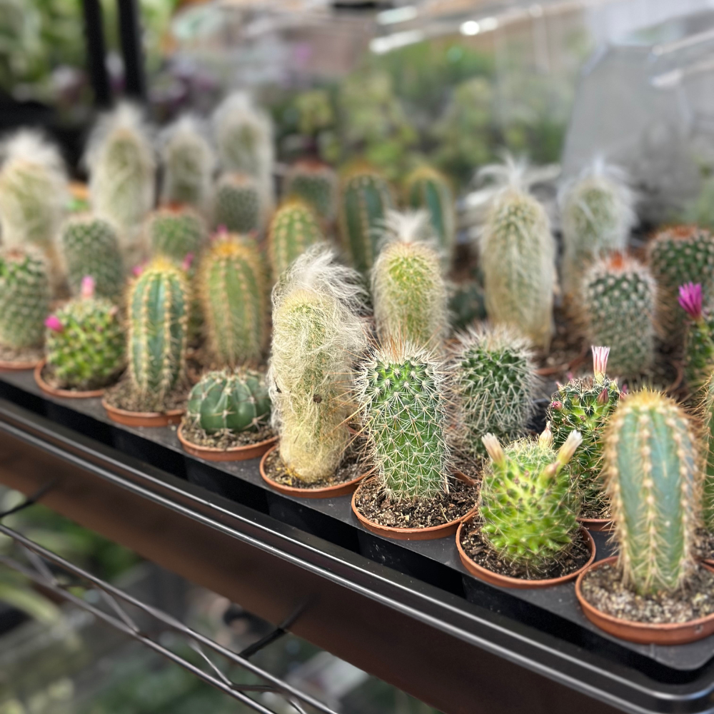 Cactus & Succulents - Assorted Varieties