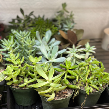 Cactus & Succulents - Assorted Varieties