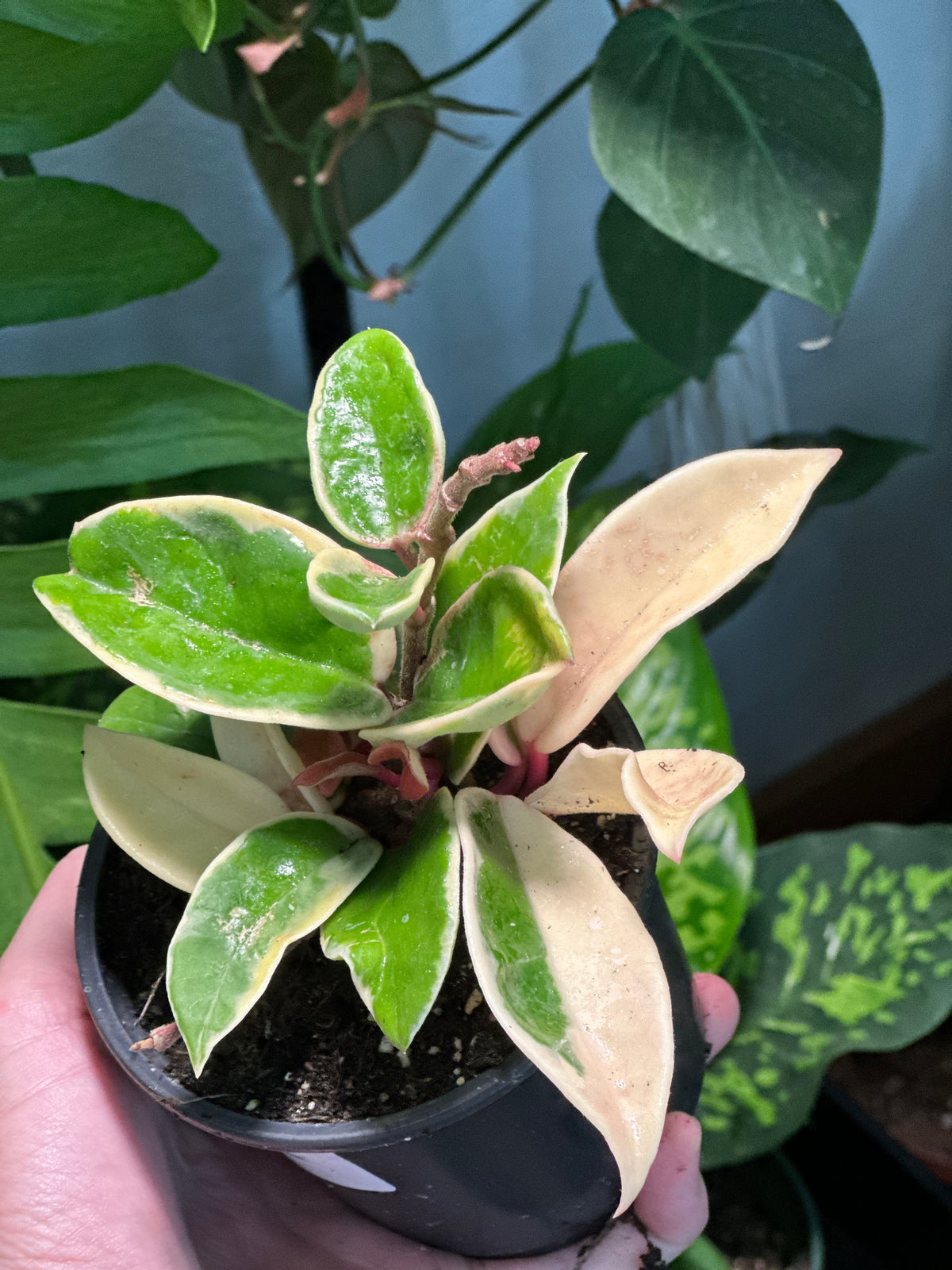 Hoya Carnosa 'Krimson Queen'