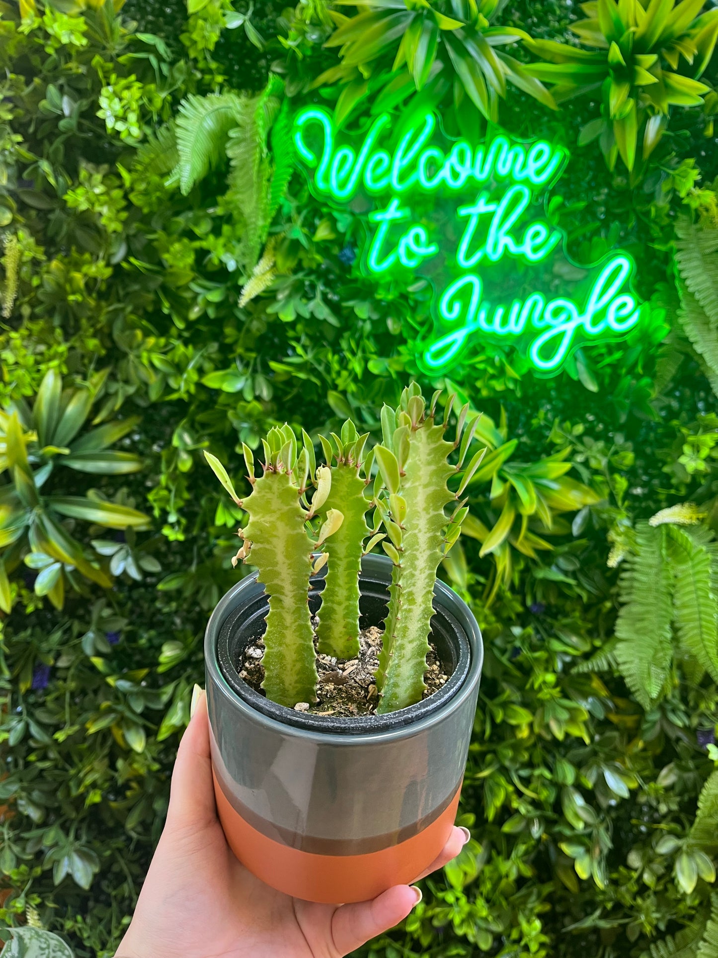Euphorbia Trigona