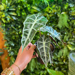 Alocasia 'Polly'