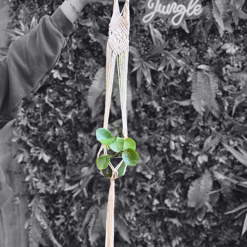 Macrame Hanging Basket - Variety