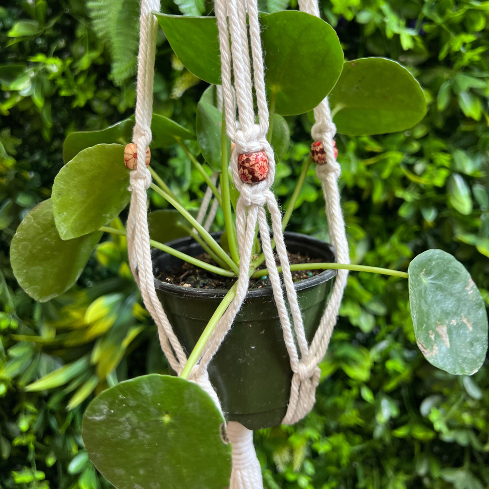 Macrame Hanging Basket - Variety