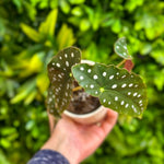 Begonia Maculata (Polka Dot Begonia)