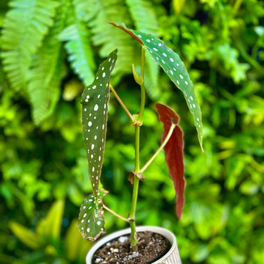Begonia Maculata (Polka Dot Begonia)