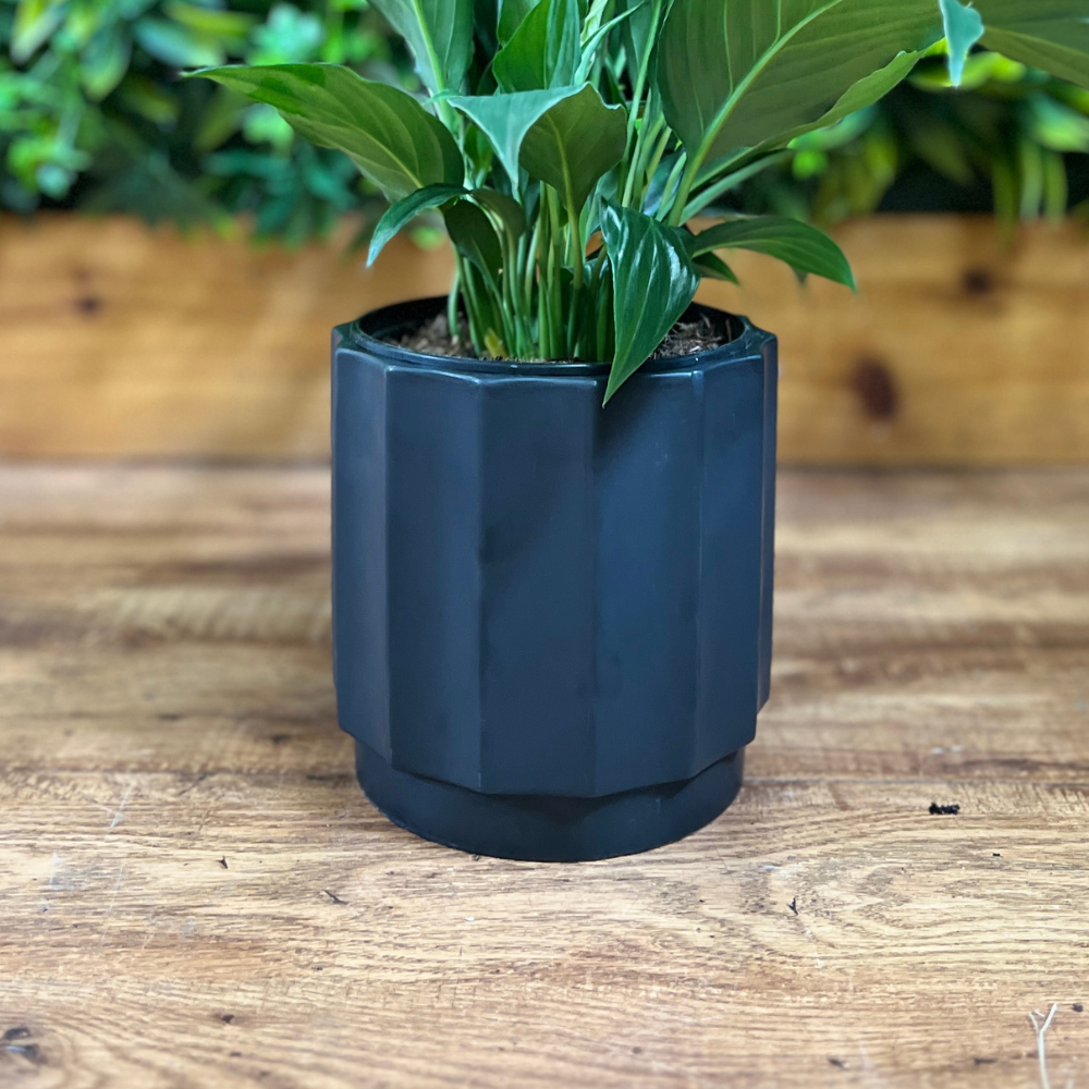 6" Black Pot