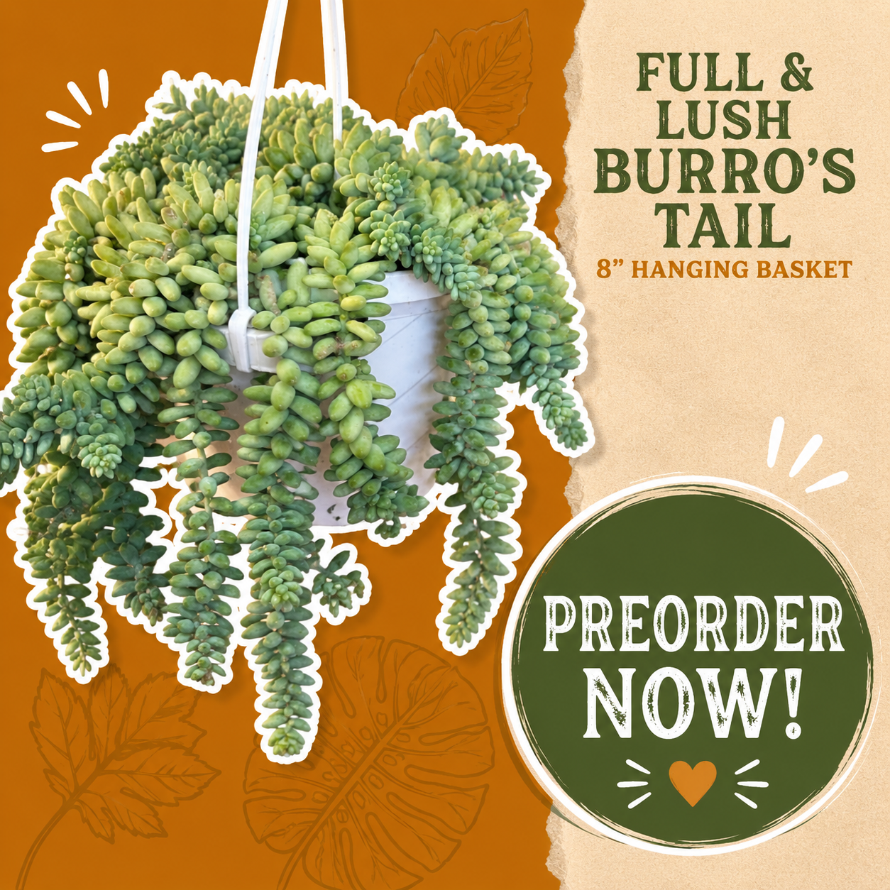PREORDERS: 8" Burro's Tail Hanging Basket (Sedum morganianum)