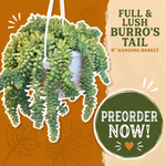 PREORDERS: 8" Burro's Tail Hanging Basket (Sedum morganianum)