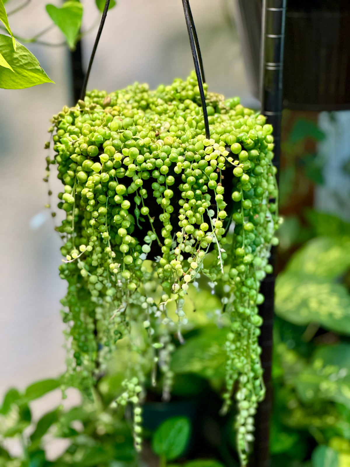 String of Pearls Hanging Basket