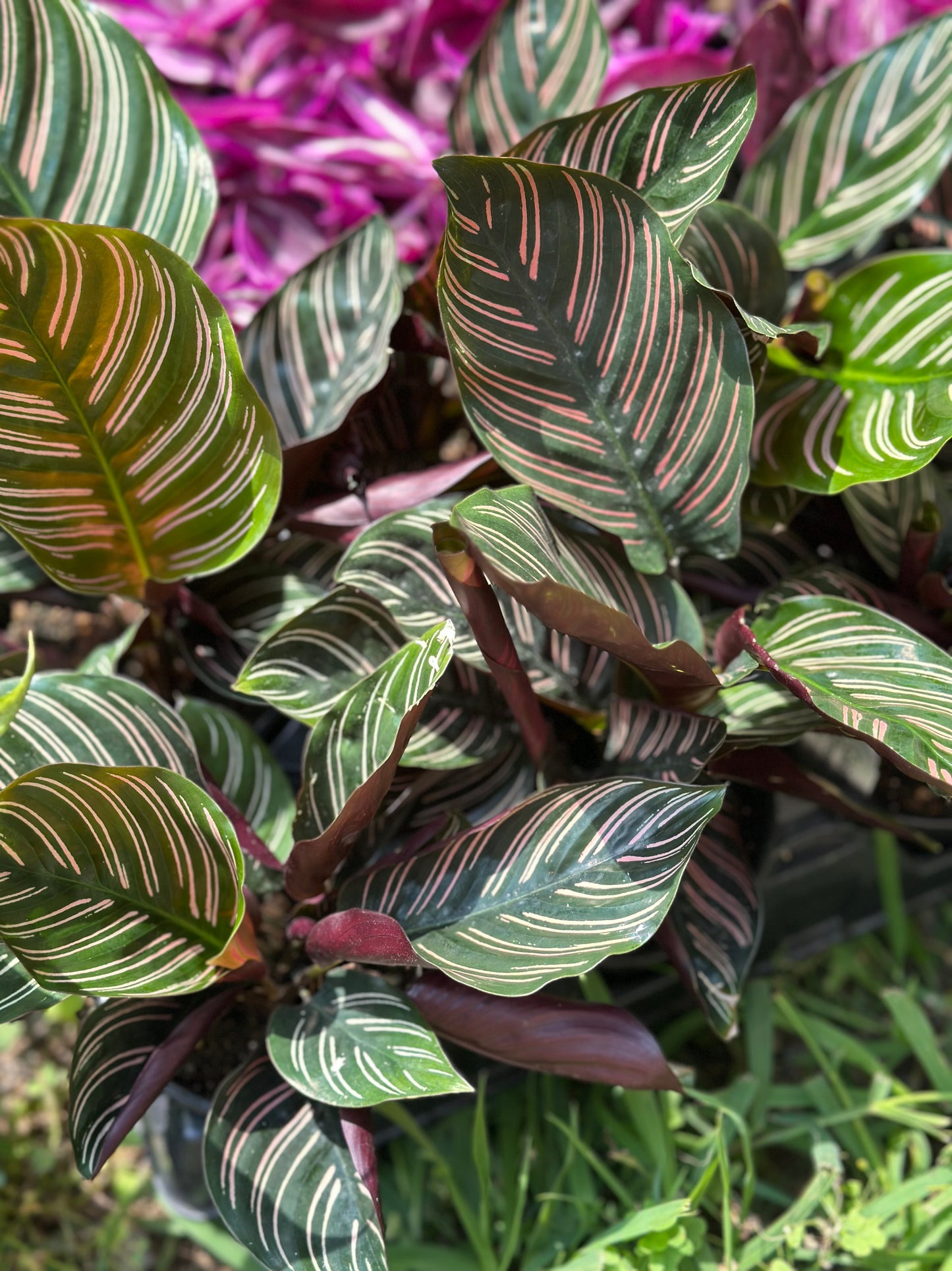4" Calathea Assorted GARAGE SALE ONLY
