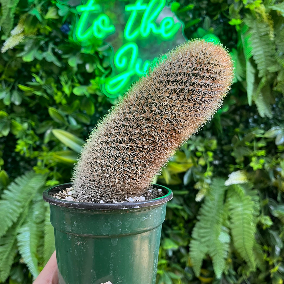 4" Mammillaria pilcayensis