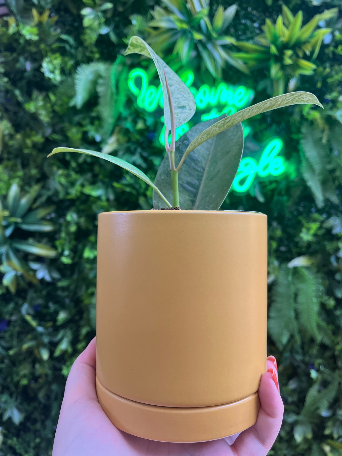 Romey Pot with Saucer - Ochre