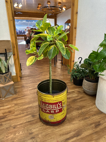 Yellow red lugbill lard bucket 12” opening