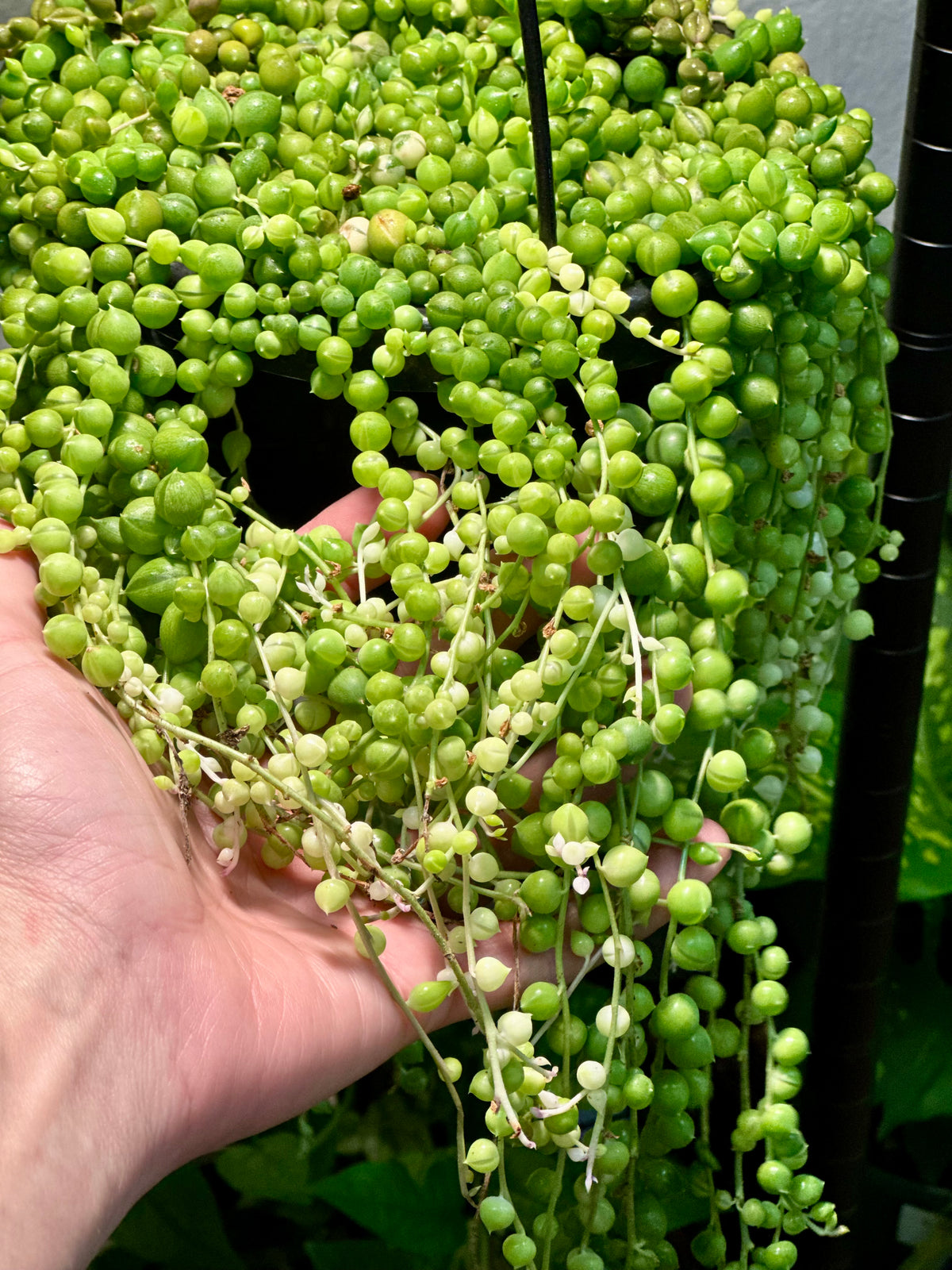 String of Pearls Hanging Basket