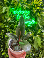 4" Philodendron 'Pink Birkin'