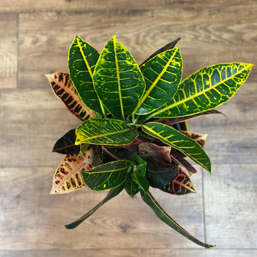 Croton ‘Petra’ Bush