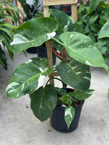 2 gallon Trellised Philodendron 'White Princess' GARAGE SALE ONLY