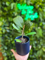 4” Hoya Kerri Heart Vine