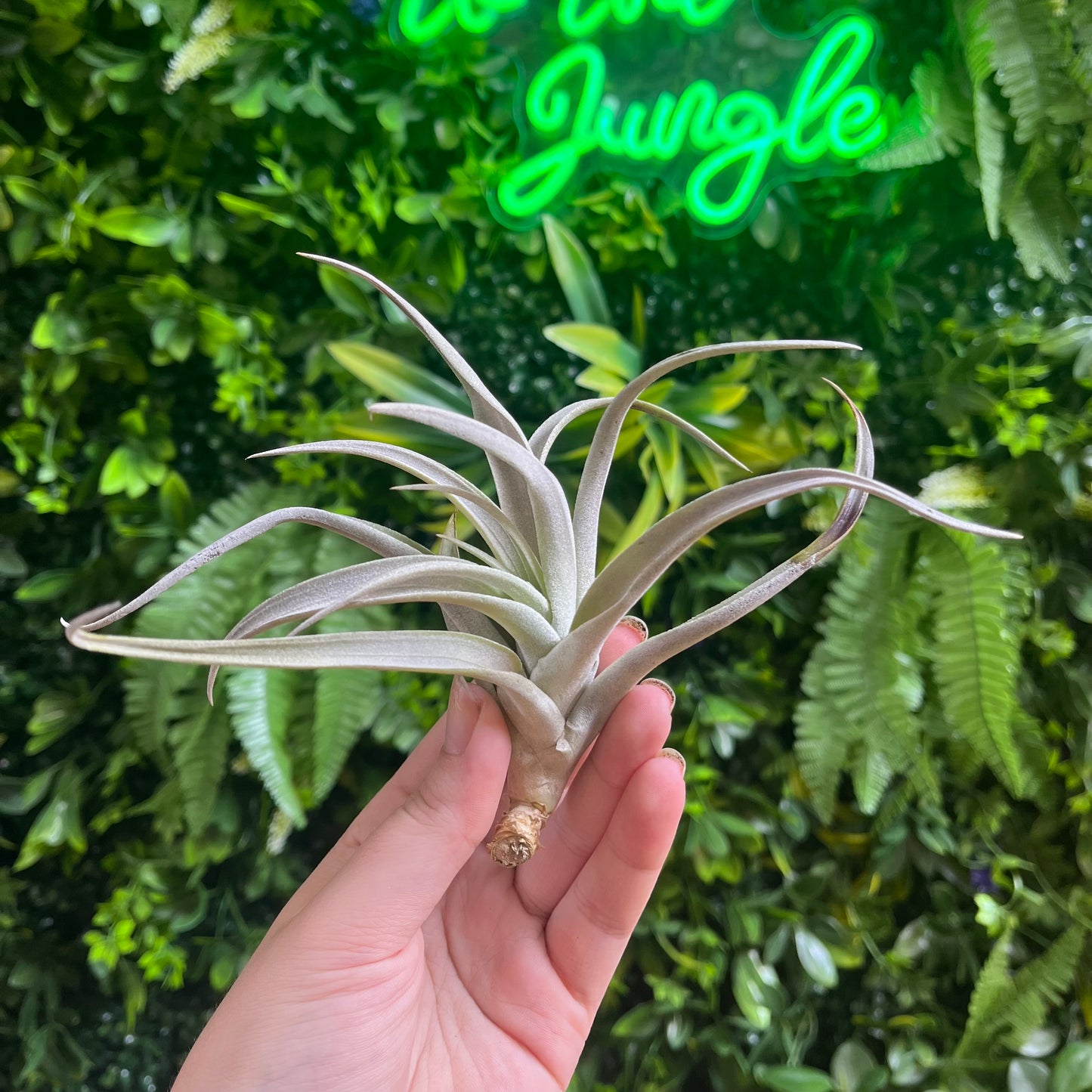 Large Tillandsia Harrisii Air Plants