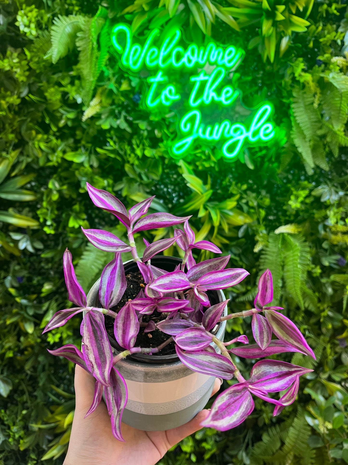4" Tradescantia 'Pink Paradise'