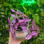 4" Tradescantia 'Pink Paradise'