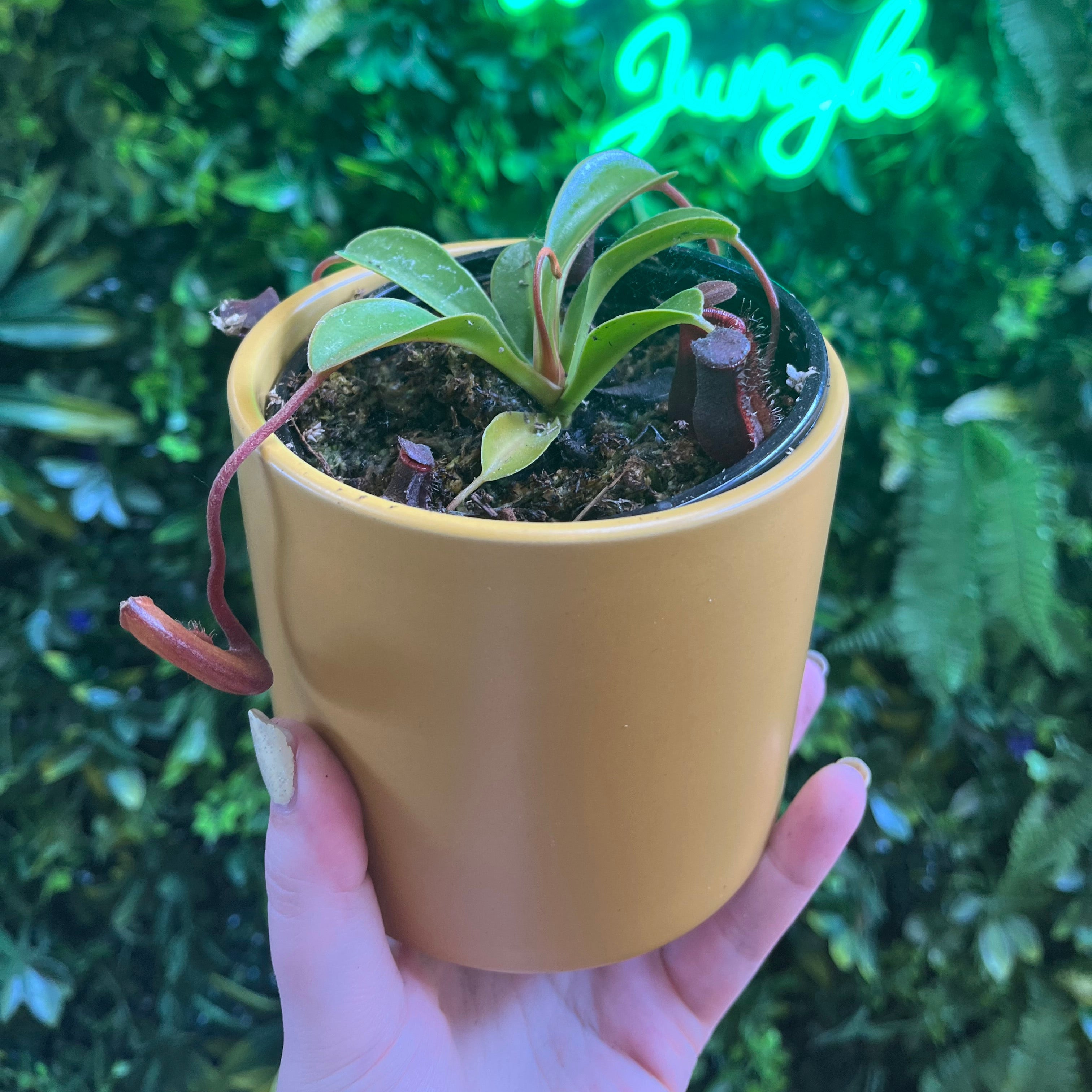 4' Nepenthes Assorted – Jungle Jane's Plant Shop
