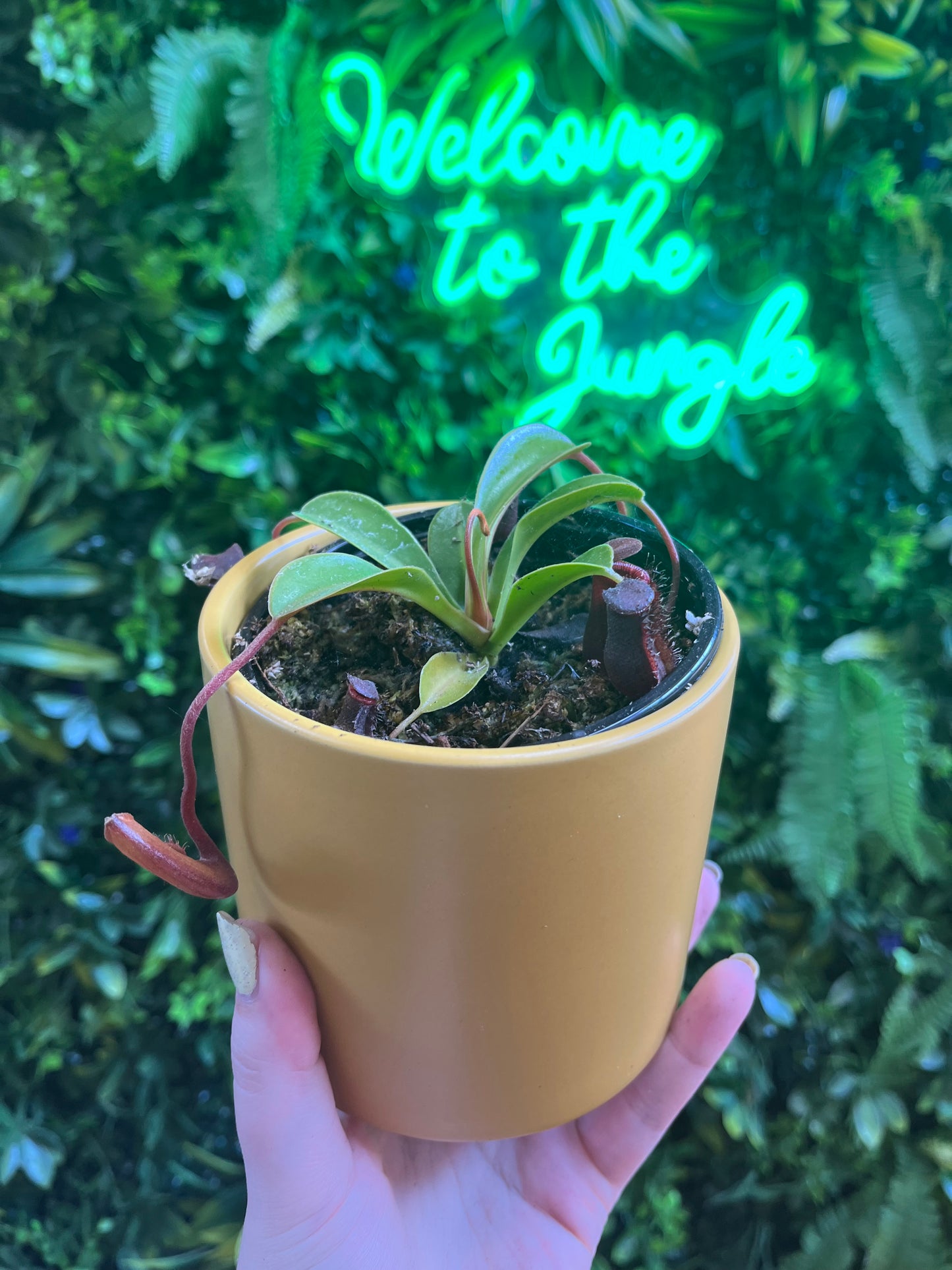 4' Nepenthes Assorted