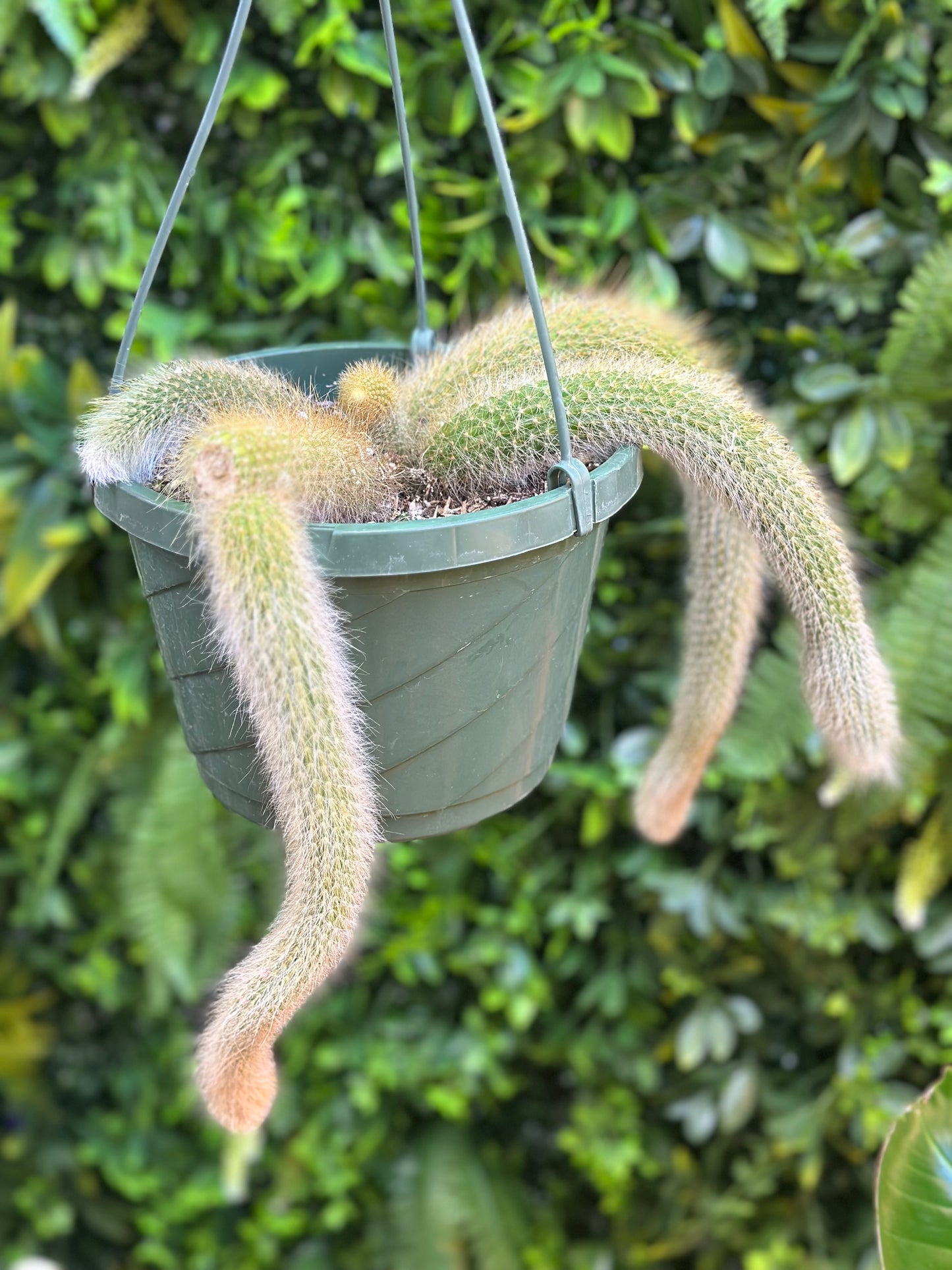 Mature Monkey Tail Hanging Basket