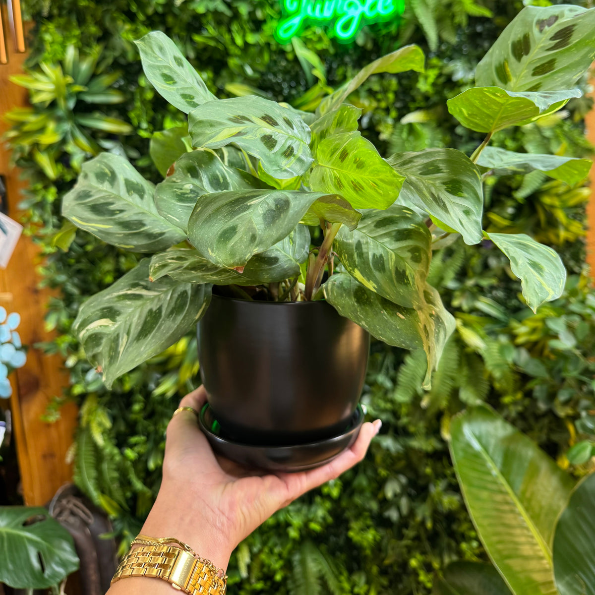 5" Black Pot with Saucer