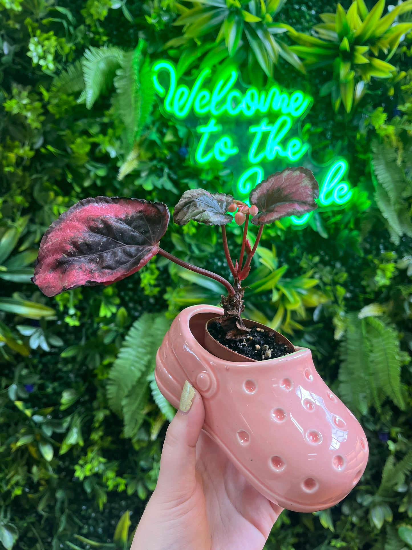 Mini Shoe Pot