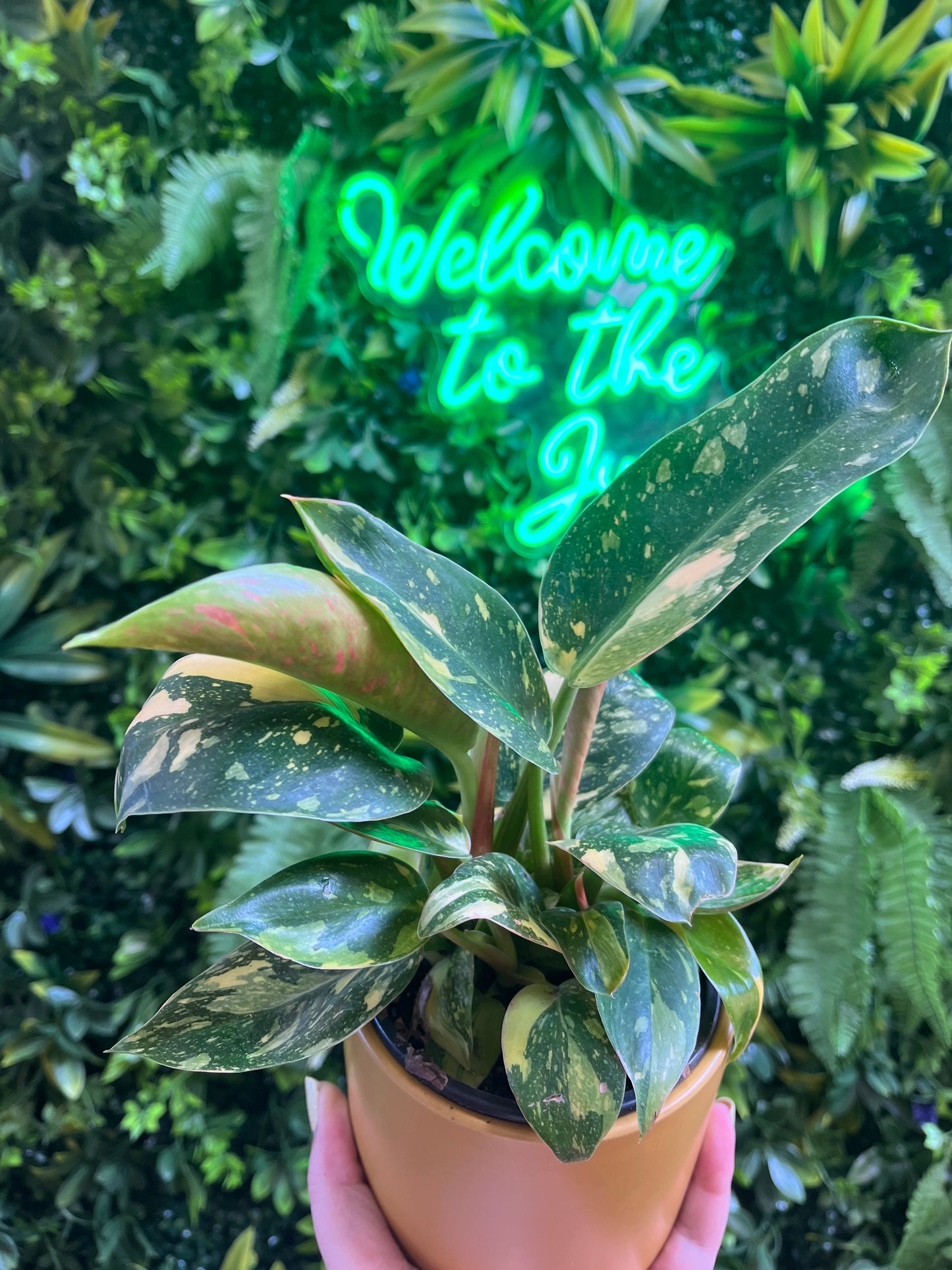 4" Philodendron 'Green Congo Constellation'