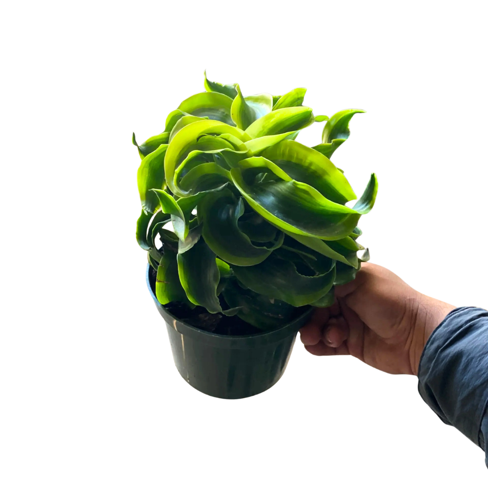 Dracaena ‘Tornado’