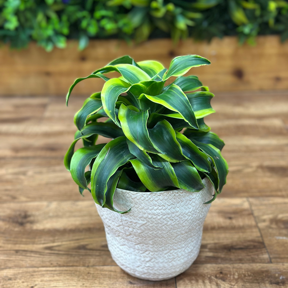 Dracaena ‘Tornado’
