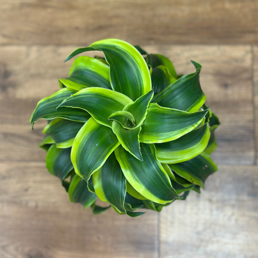 Dracaena ‘Tornado’