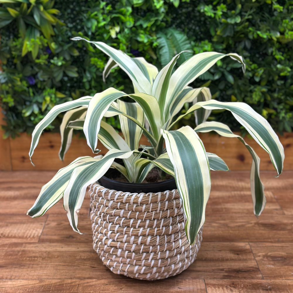Dracaena ‘White Aspen’